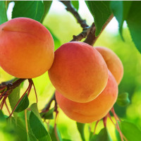 Саженцы Абрикос Персиковый