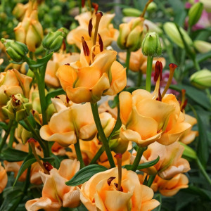  Лилия азиатская Apricot Fudge (Априкот Фьюдж)