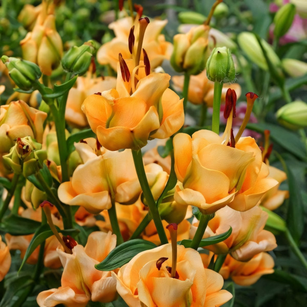 Луковицы  Лилия азиатская Apricot Fudge (Априкот Фьюдж) (3шт.)