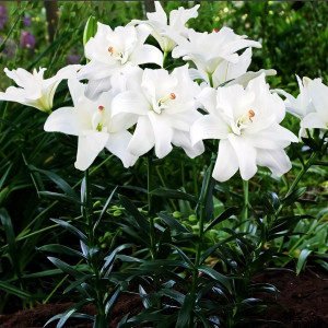  Лилия азиатская Annemarie's Dream (Аннамари Дрим)