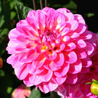 Саженцы Георгина El Santo