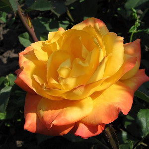 Саженцы Роза чайно-гибридная Голден Дракон