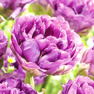 Тюльпан махровый Лилак Перфекшн