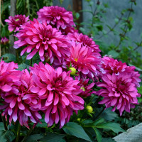 Саженцы Георгина гэллери Renoir (Ренуар)