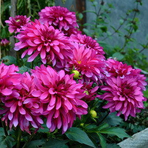 Саженцы Георгина гэллери Renoir (Ренуар)