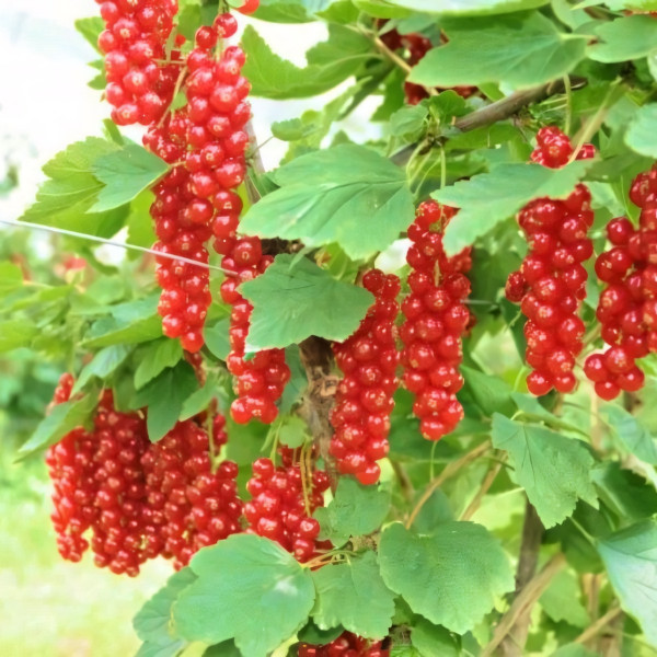 Саженцы Смородина красная Сахарная