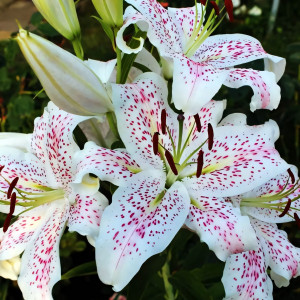  Лилия восточная Extravaganze (Экстраваганца)