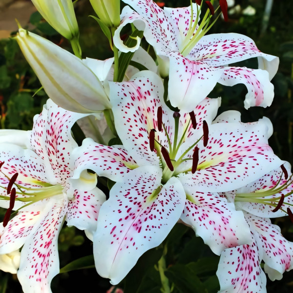 Луковицы  Лилия восточная Extravaganze (Экстраваганца) (3шт.)