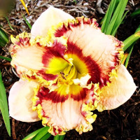 Саженцы Лилейник Bonibrae Sharky (Бонибраэ Шарки)