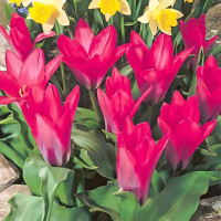 Луковицы Тюльпан Кауфмана Пинк Дварф (в упаковке - 3шт.)