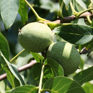 Саженцы Орех грецкий Великан