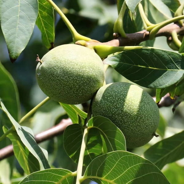 Саженцы Орех грецкий Великан