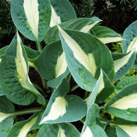 Саженцы Хоста Pin-up (Пин-ап) М