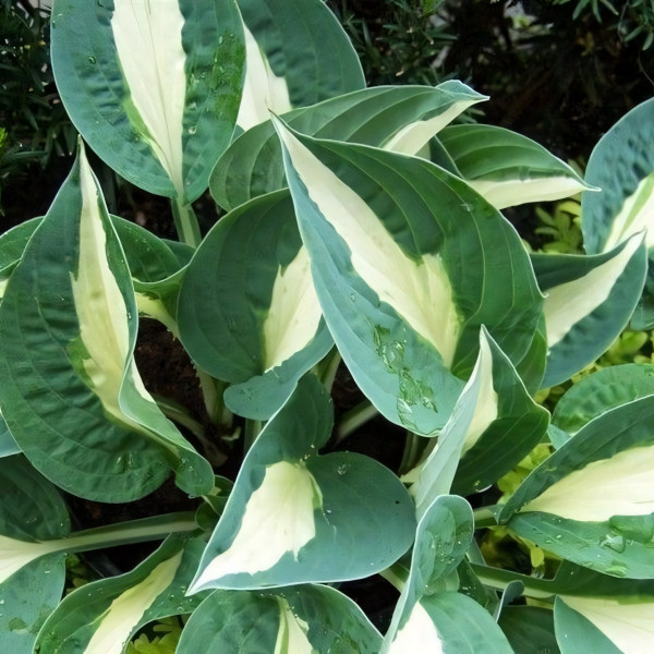 Саженцы Хоста Pin-up (Пин-ап) М