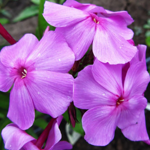 Саженцы Флокс Турмалин