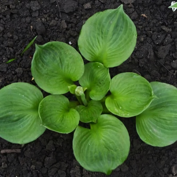 Саженцы Хоста Monster Ears (Монстер Иарс) М