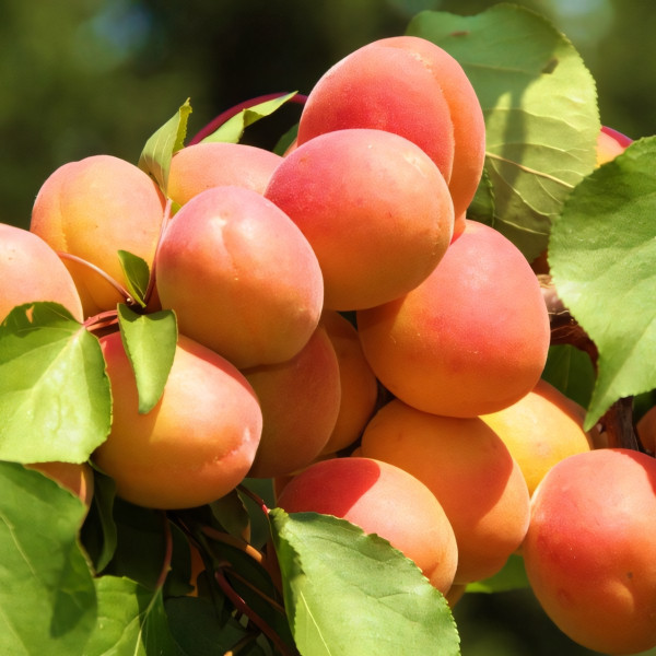 Саженцы Абрикос Краснощекий