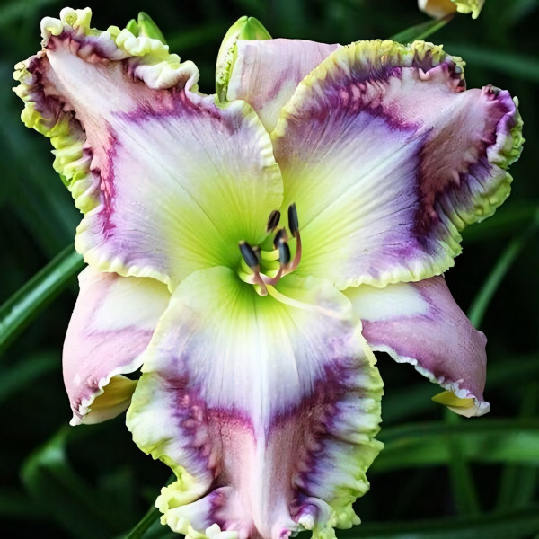 Саженцы Лилейник Harmonic Hues (Хармоник Хьюс)