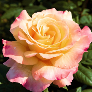 Саженцы Роза чайно-гибридная Акварель