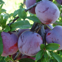 Саженцы Алыча Обильная