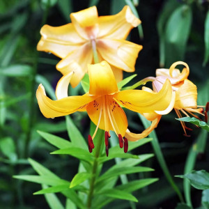  Лилия ОТ гибрид Orange Space (Оранж Спэйс)