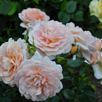 Саженцы Роза флорибунда Гейша