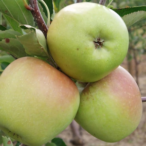 Саженцы Яблоня Корей