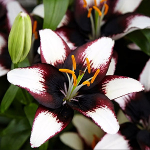  Лилия азиатская Black Eye (Блэк Ай)
