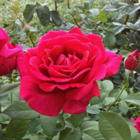 Саженцы Роза чайно-гибридная Крайслер Империал