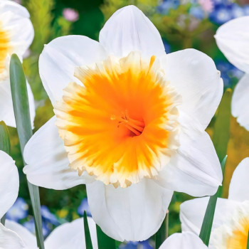 Нарцисс Слим Уитман (в упаковке - 3шт.)