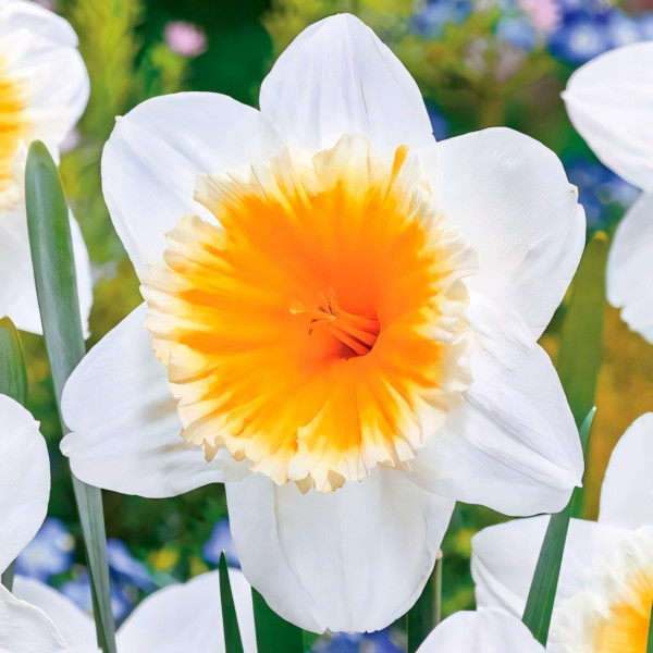 Луковицы Мега экономия! Нарцисс Слим Уитман (в упаковке - 3шт.)