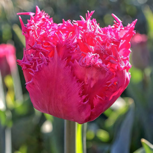 Тюльпан бахромчатый Кингстон (в упаковке - 3шт.)