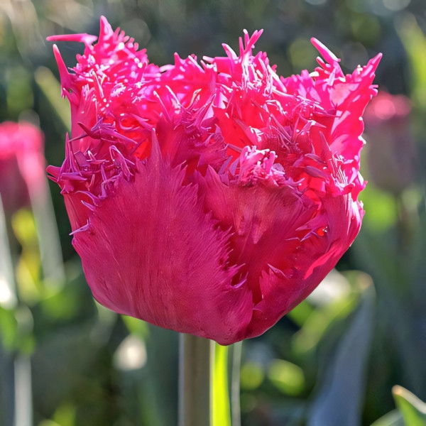 Луковицы Тюльпан бахромчатый Кингстон (в упаковке - 3шт.)