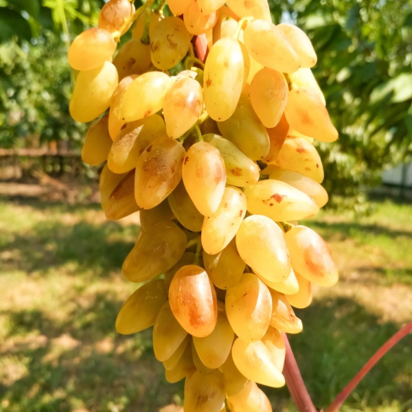 Саженцы Виноград Леди Патриция