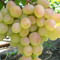 Саженцы Виноград Розовая дымка