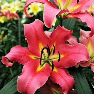  Лилия Корзини