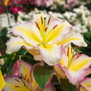  Лилия восточная Captain Tricolor (Капитан Триколор)