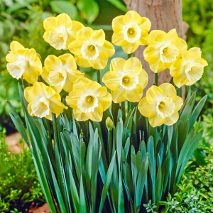 Нарцисс крупноцветковый Авалон (в упаковке - 3шт.)