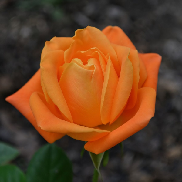 Саженцы Роза чайно-гибридная Вуду