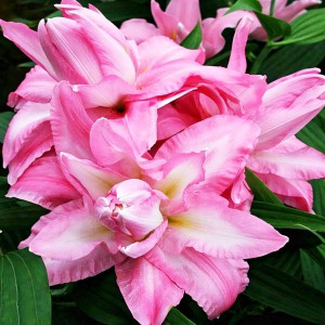  Лилия восточная Beautytrend (Бьютитренд)