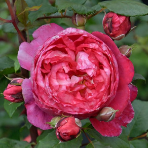 Саженцы Роза парковая Кредит Матюэль