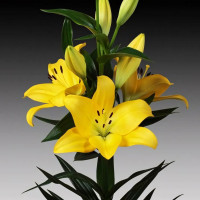 Луковицы  Лилия ЛА гибрид Malesco (Малеско) (3шт.)