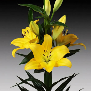  Лилия ЛА гибрид Malesco (Малеско)