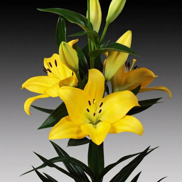 Луковицы  Лилия ЛА гибрид Malesco (Малеско) (3шт.)