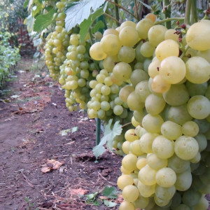 Саженцы Виноград Супер экстра