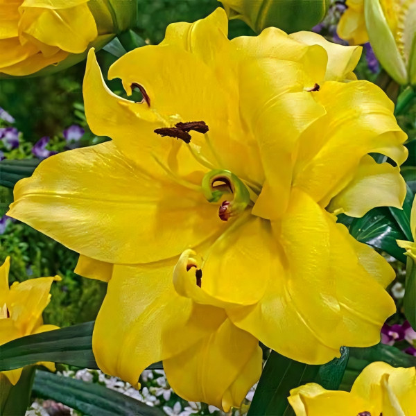 Луковицы Саженцы Лилия ОТ гибрид Exotic Sun (Экзотик Сан) (3шт.)