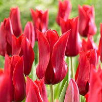 Луковицы Тюльпан лилиецветный Ред Шайн (в упаковке - 3шт.)