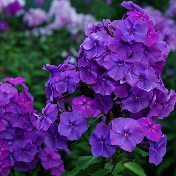 Саженцы Флокс метельчатый Amethyst (Аметист)