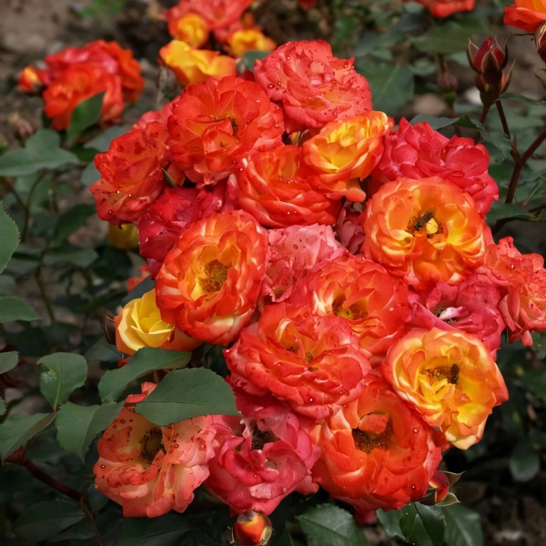 Саженцы Роза флорибунда Румба