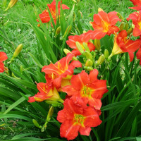 Саженцы Лилейник Red Rum (Ред Рум)